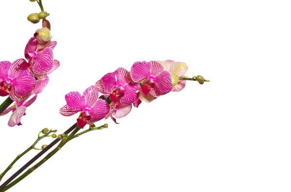 Phalaenopsis — Stockfoto