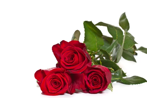 Rosas rojas — Foto de Stock