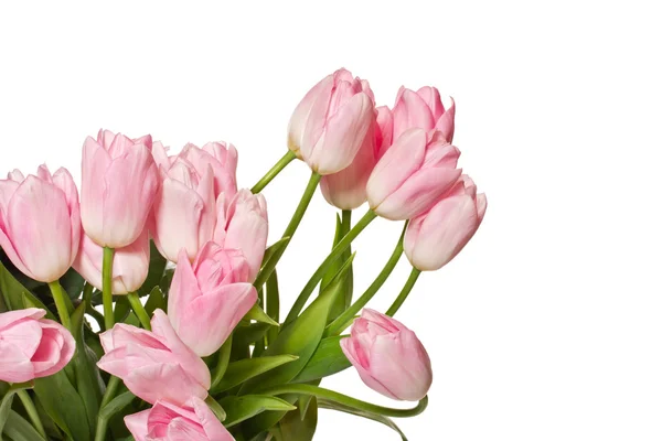 Beautiful pink tulips — Stock Photo, Image