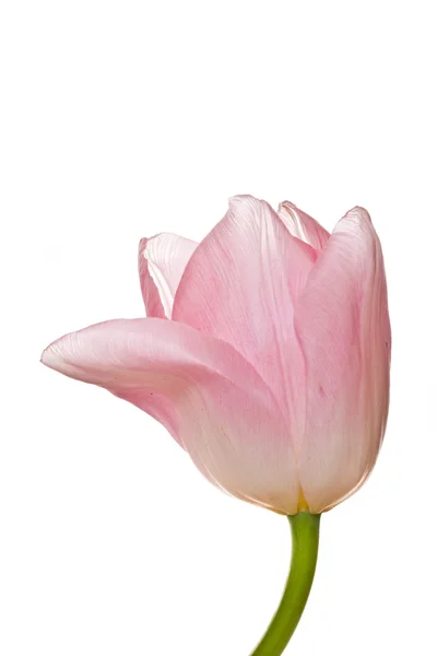 One beautiful pink tulip — Stock Photo, Image