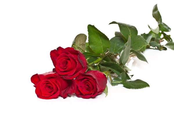 Rosas rojas Imagen de archivo