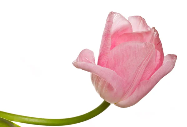 Uma bela tulipa rosa — Fotografia de Stock