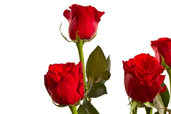 Red Rose — Stock Photo, Image