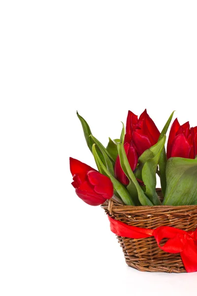 Rote Tulpen — Stockfoto