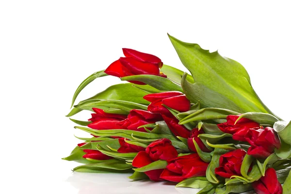 Red tulips — Stock Photo, Image