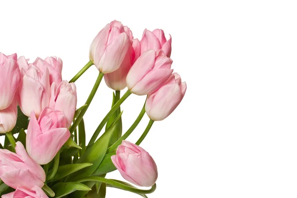 Mooie roze tulpen — Stockfoto