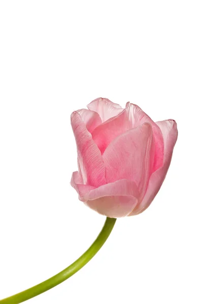 Un hermoso tulipán rosa — Foto de Stock