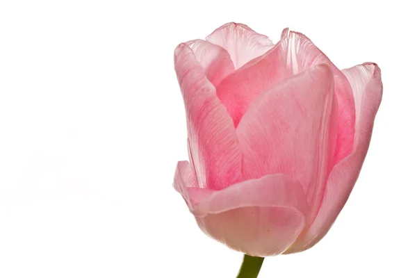 Un hermoso tulipán rosa — Foto de Stock