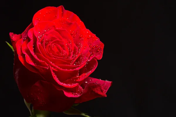 Red Rose — Stock Photo, Image