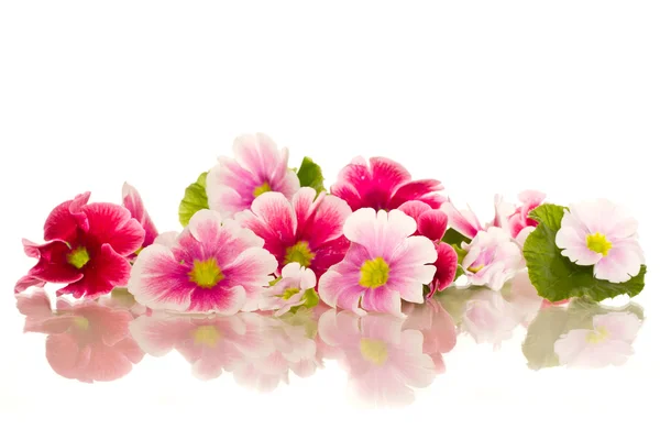 Begonia květiny — Stock fotografie