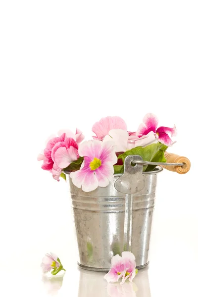 Flores de Begonia — Foto de Stock