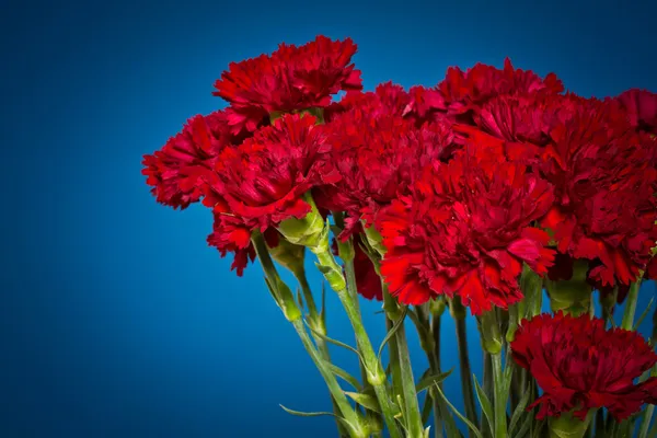 Nelkenblüten — Stockfoto