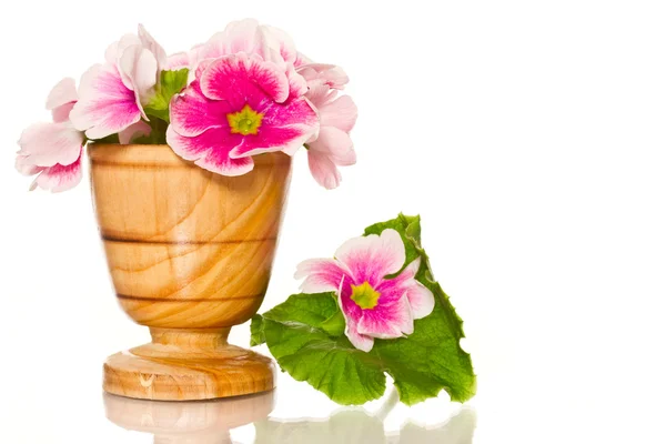 Begonia flowers — Stock Photo, Image