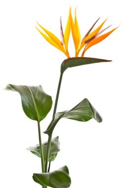 sterlİÇya