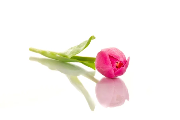 Beautiful pink tulip — Stock Photo, Image