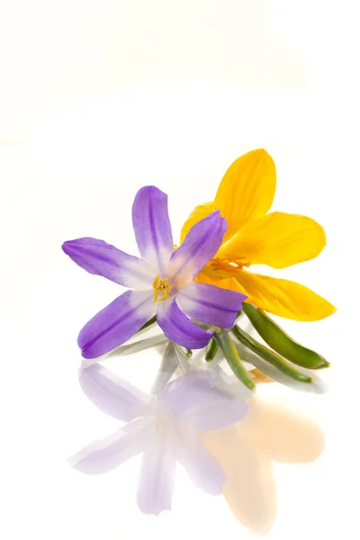 Crocus — Stockfoto