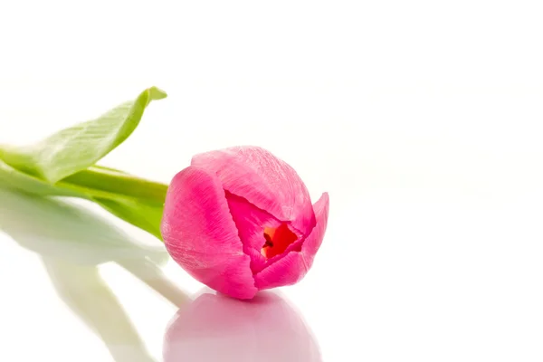 Όμορφο ροζ tulip Royalty Free Εικόνες Αρχείου