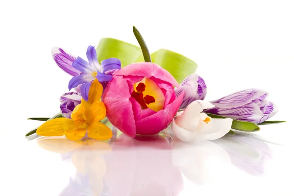 Spring flowers Royalty Free Stock Photos