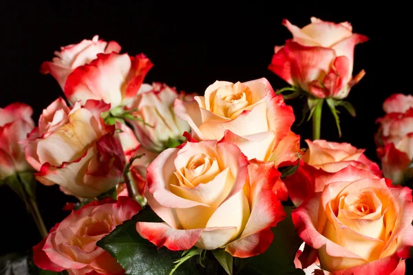 Beautiful roses — Stock Photo, Image