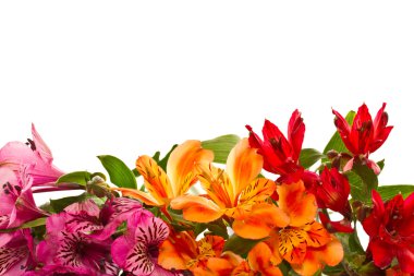 alstroemeria