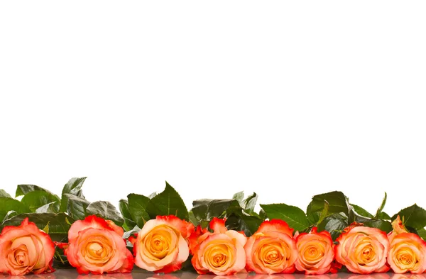 Bloeiende rozen — Stockfoto