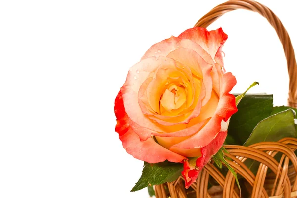 Belas rosas em uma cesta — Fotografia de Stock