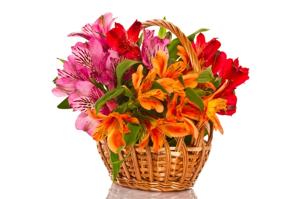 Alstroemeria — Stock Photo, Image