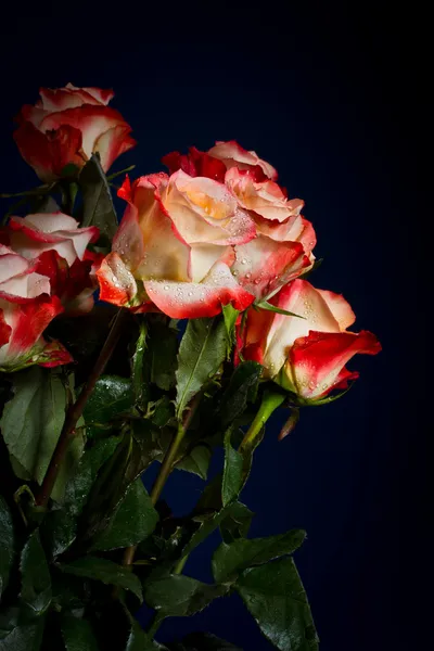 Buquê de belas rosas — Fotografia de Stock