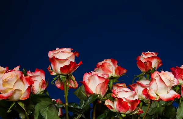 Bouquet of beautiful roses — Stock Photo, Image