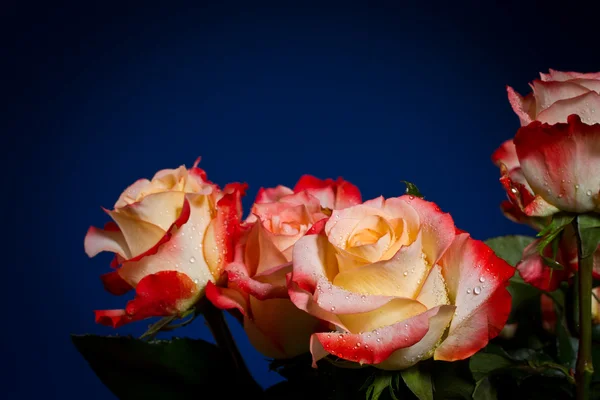 Strauß schöner Rosen — Stockfoto