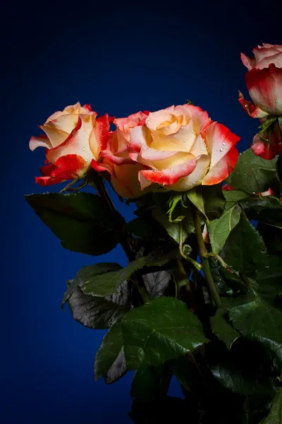 Ramo de hermosas rosas — Foto de Stock