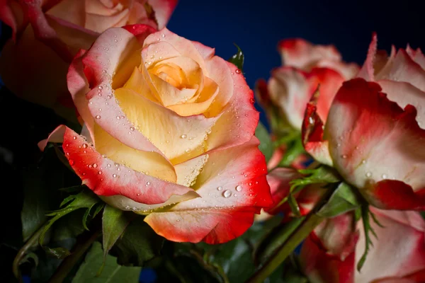 Bouquet of beautiful roses — Stock Photo, Image