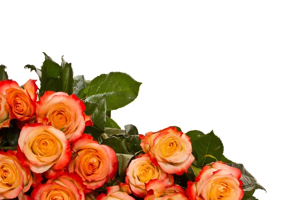 Цветущие розы Лицензионные Стоковые Фото