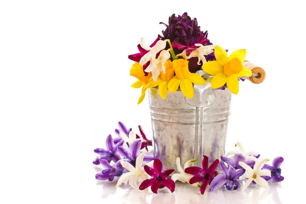 Hyacinth — Stock Photo, Image