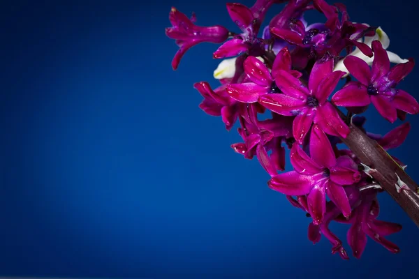 Hyacinth — Stock Photo, Image