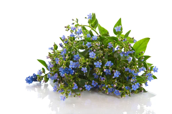 Bouquet of early spring flowers — Stock Photo, Image