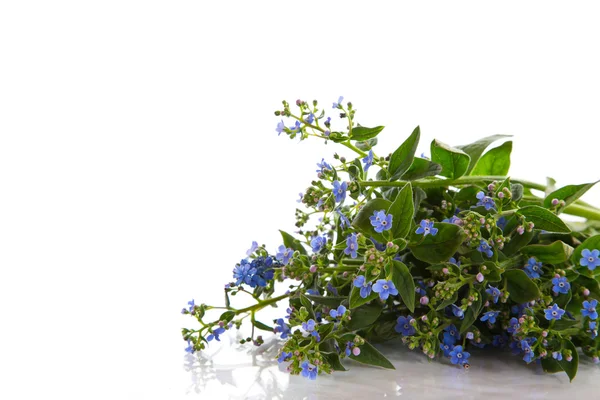 Buquê de flores do início da primavera — Fotografia de Stock