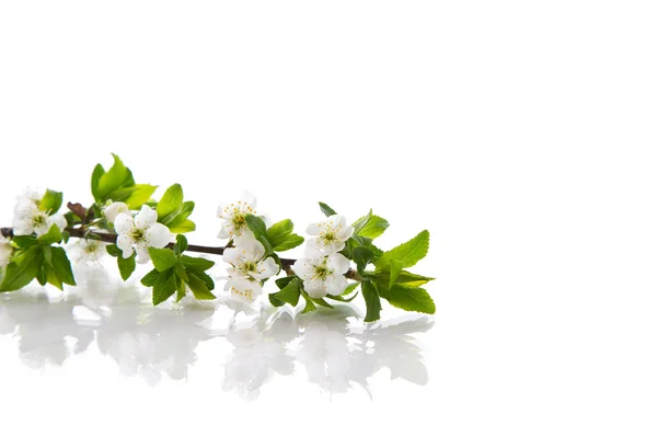 Lentebloemen van fruitbomen — Stockfoto