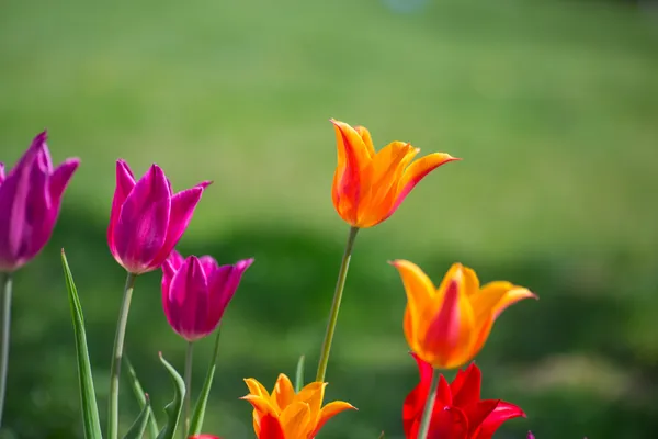 Tulipány na jaře — Stock fotografie