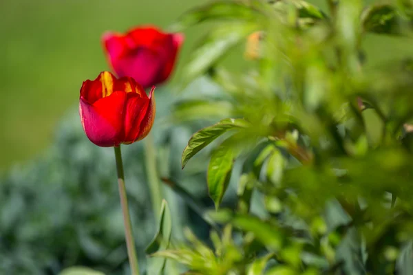 Tulipaner i foråret - Stock-foto