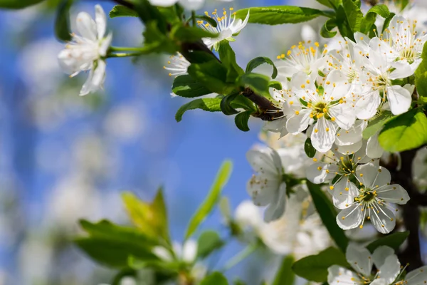 봄 벚꽃 — 스톡 사진