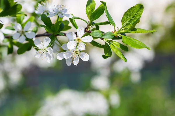 Fiori di ciliegio primaverili — Foto Stock