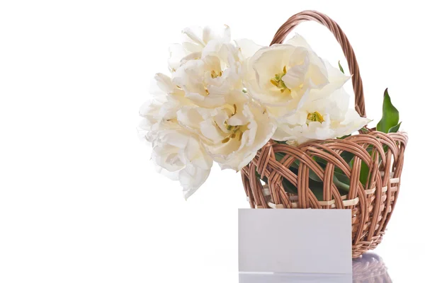 Bílé tulipány v košíku — Stock fotografie