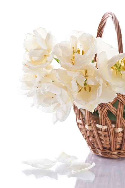 White tulips in a basket — Stock Photo, Image