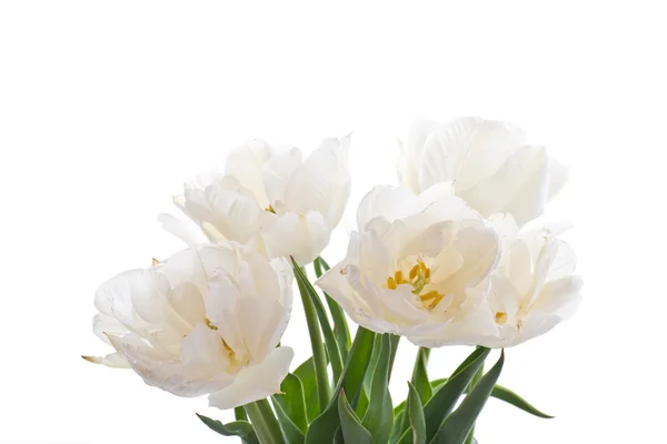 Fehér tulipánok — Stock Fotó