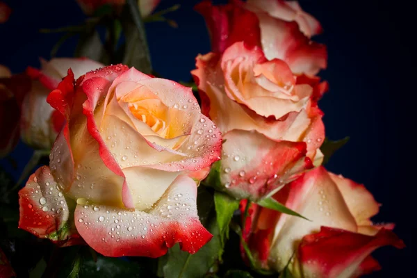 Boeket van prachtige rozen — Stockfoto