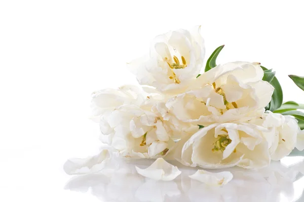 Tulip putih Stok Gambar Bebas Royalti