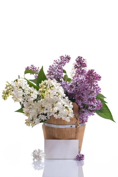 Lilac — Stock Photo, Image