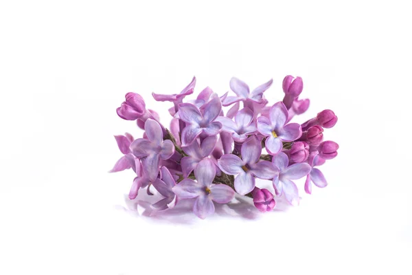 Lilas — Photo