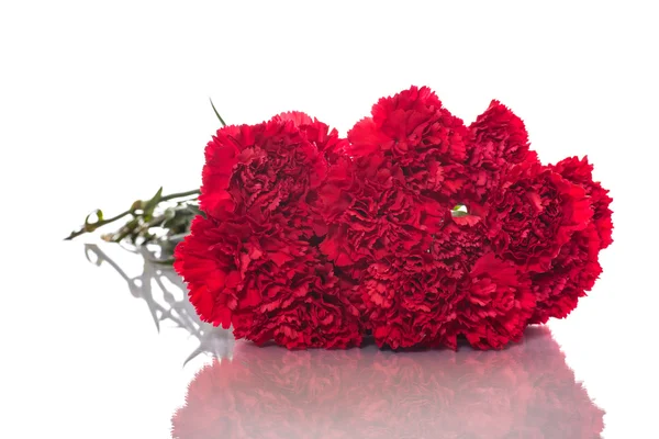 Red carnation — Stock Photo, Image